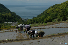 オーナーさんの田植え①