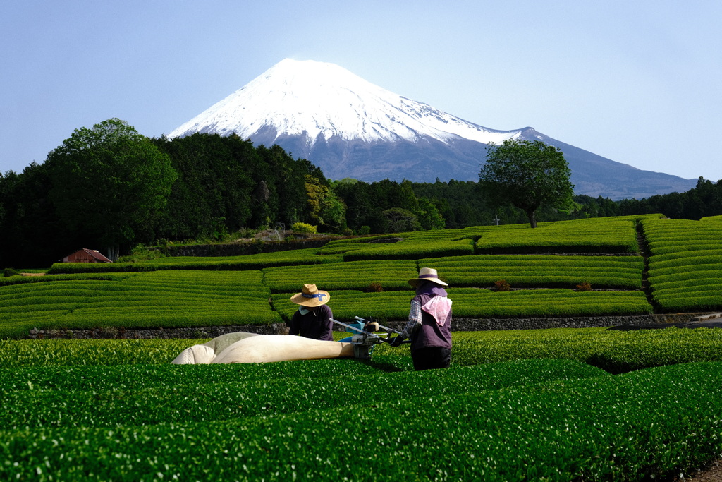 新茶の刈り取り