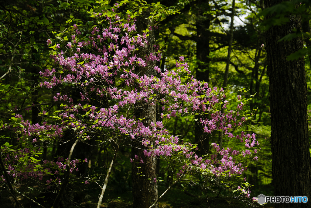 樹林帯で花開く