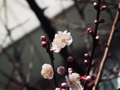 梅