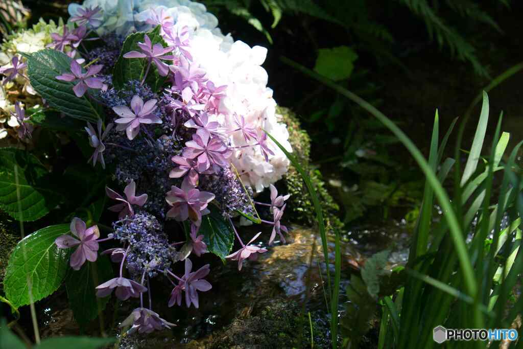 紫陽花