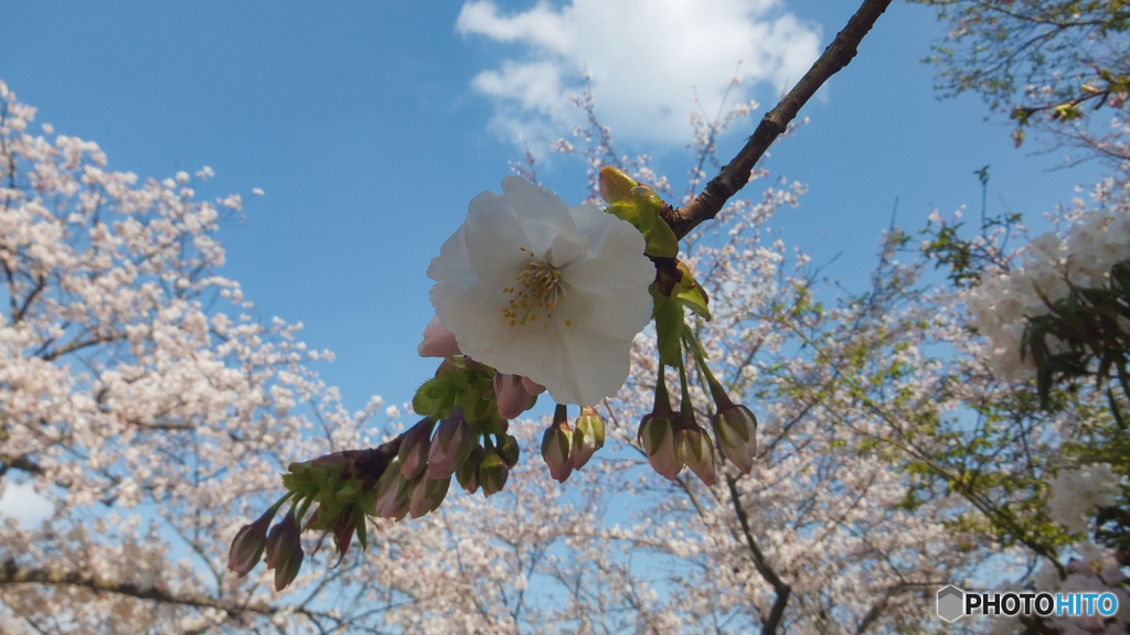 桜