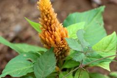 なんの植物でしょうか