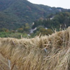 稲刈り風景