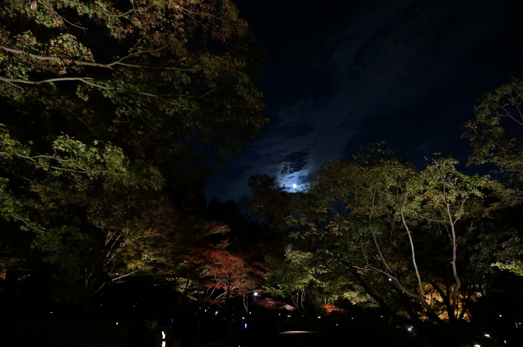 大田黒公園ライトアップ2