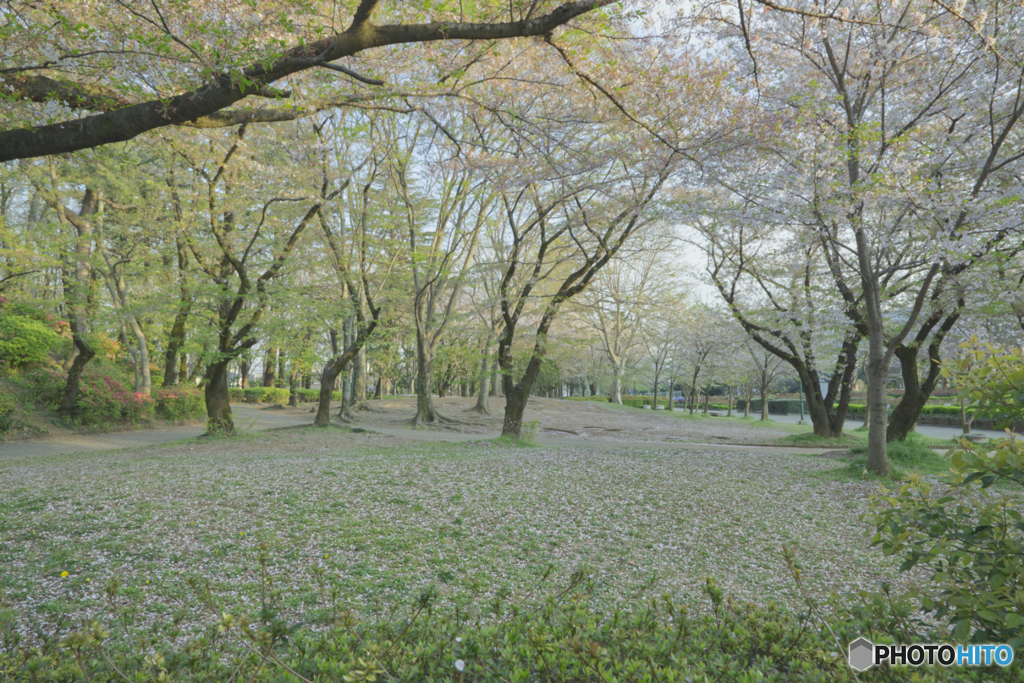 -散桜-