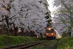 桜,そして津鉄