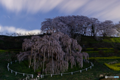 荘厳滝桜