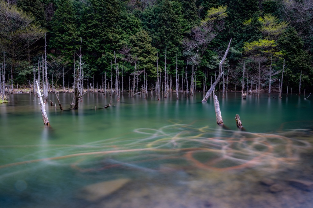 水没林