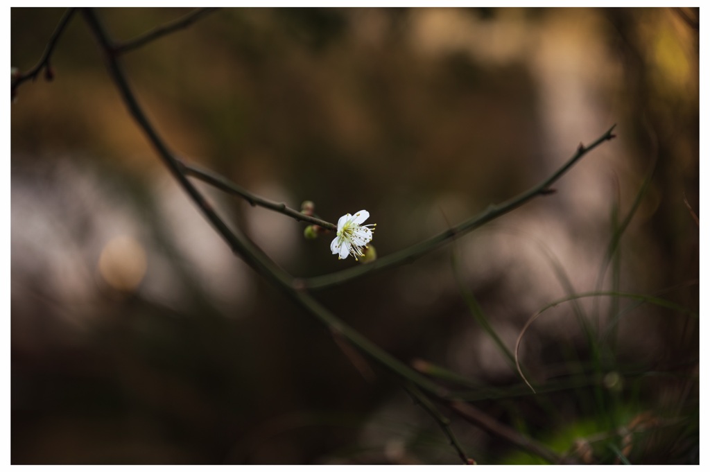 梅の花