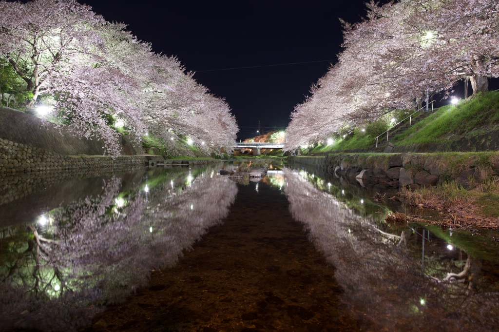 夜桜