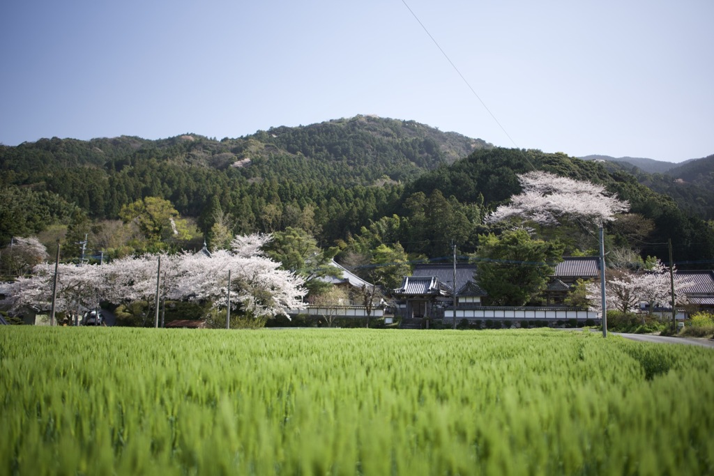 桜