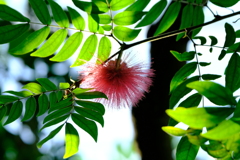 DSCF4337