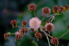 DSCF4577