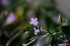 DSCF4523