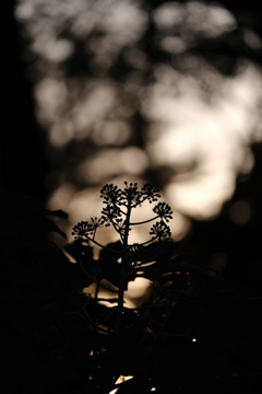 DSCF4271