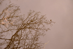 DSCF3109