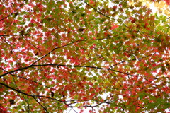 DSCF3104
