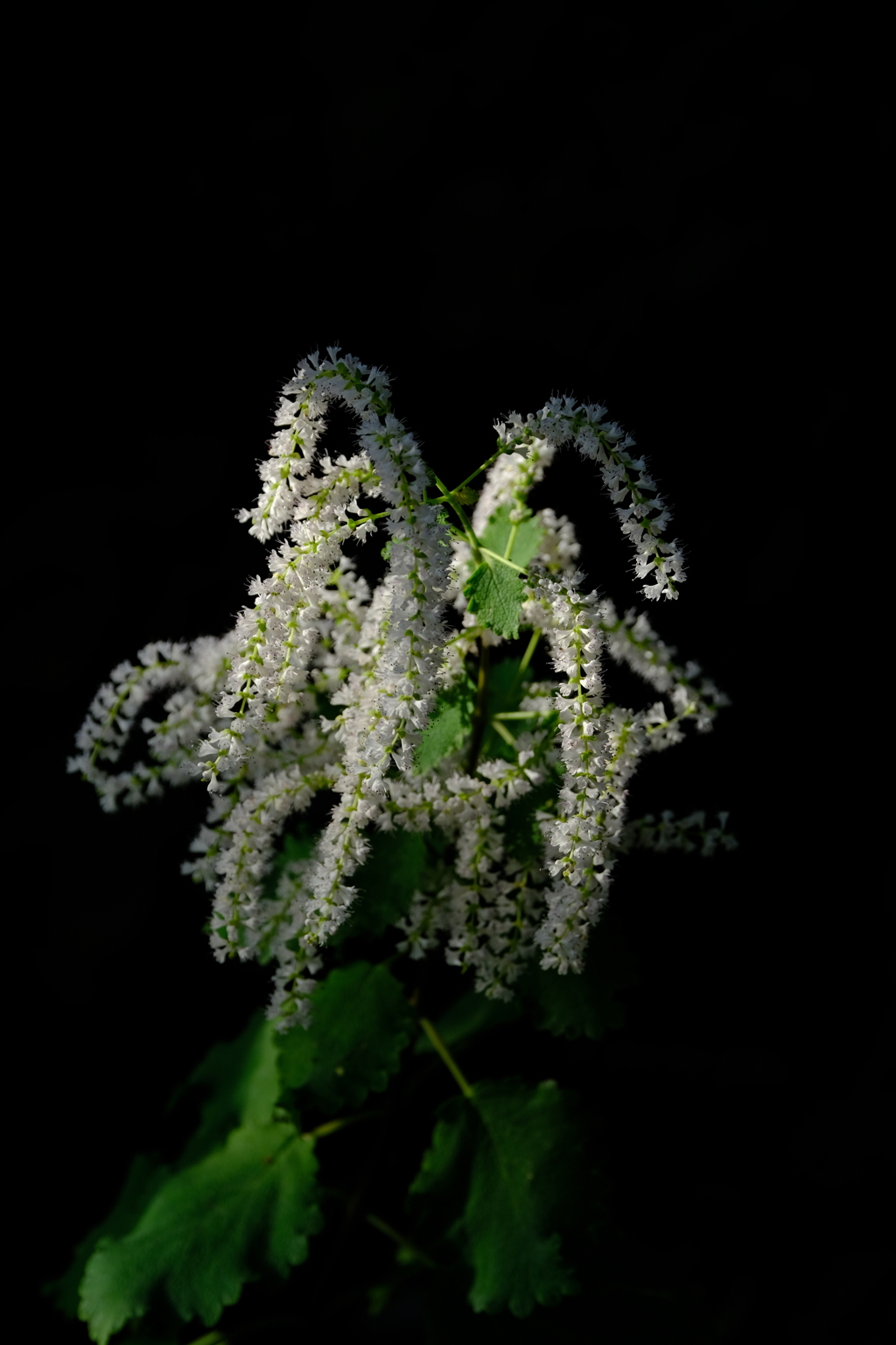 DSCF4405