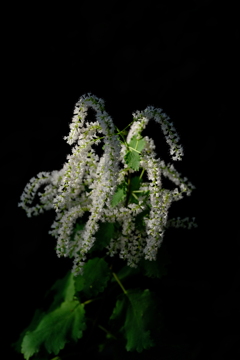 DSCF4405