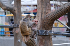 親方お疲れ様です