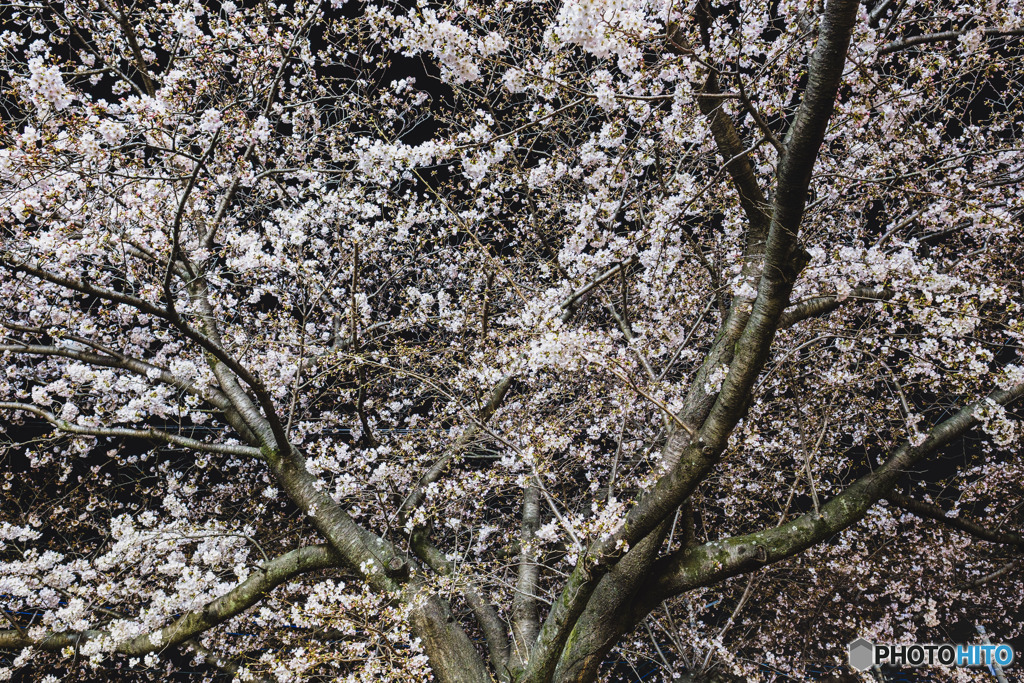 家の近くの桜です