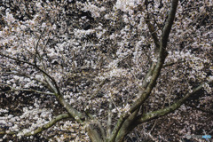 家の近くの桜です
