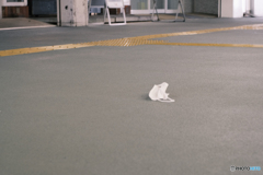 最近よく見る