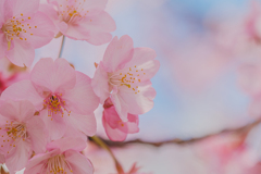 河津桜②