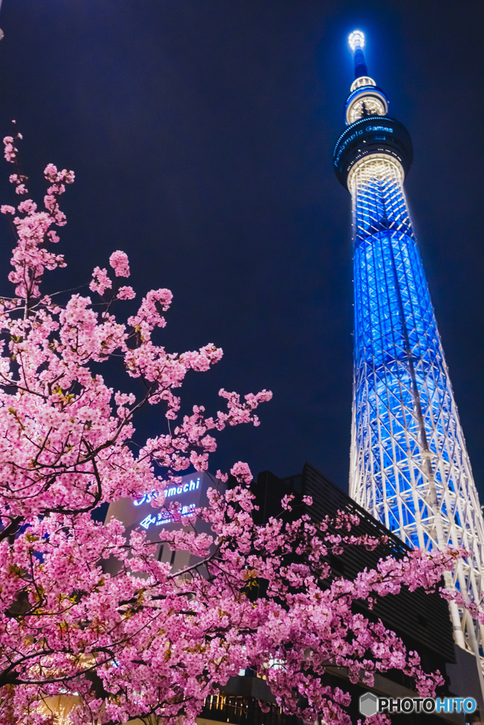 スカイツリーと河津桜(夜)