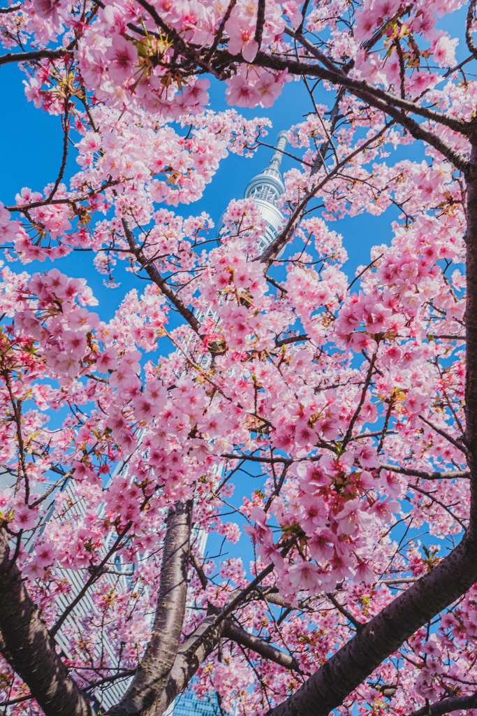 スカイツリーと河津桜②