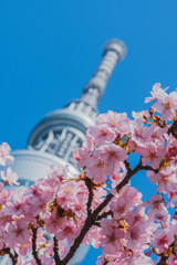 スカイツリーと河津桜③