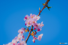 河津桜