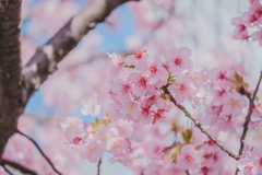 河津桜