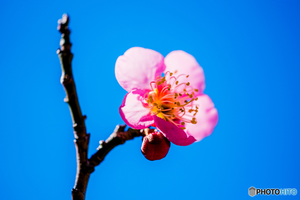 紅一点
