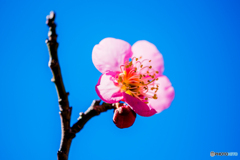 紅一点