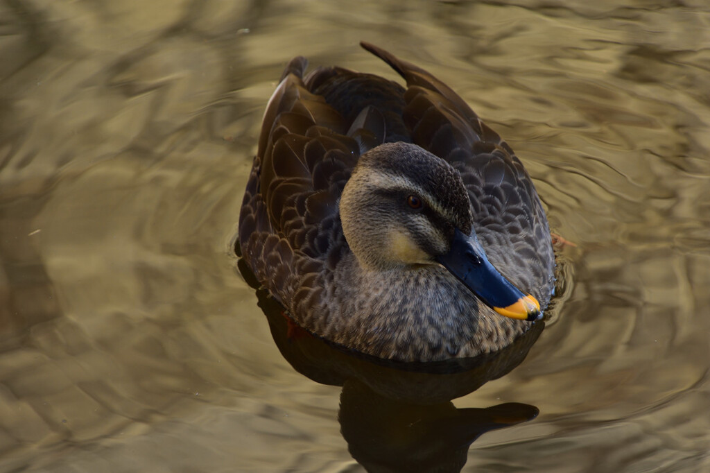 DSC_6653