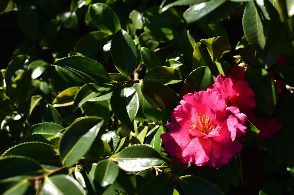 DSC_6705