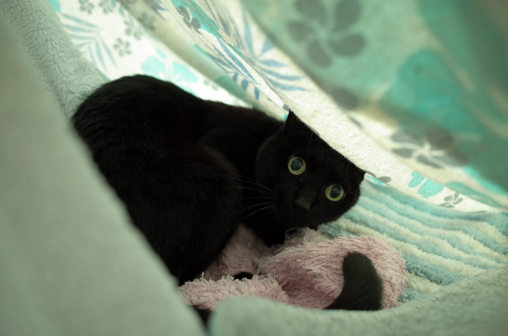 美男猫 セリカ