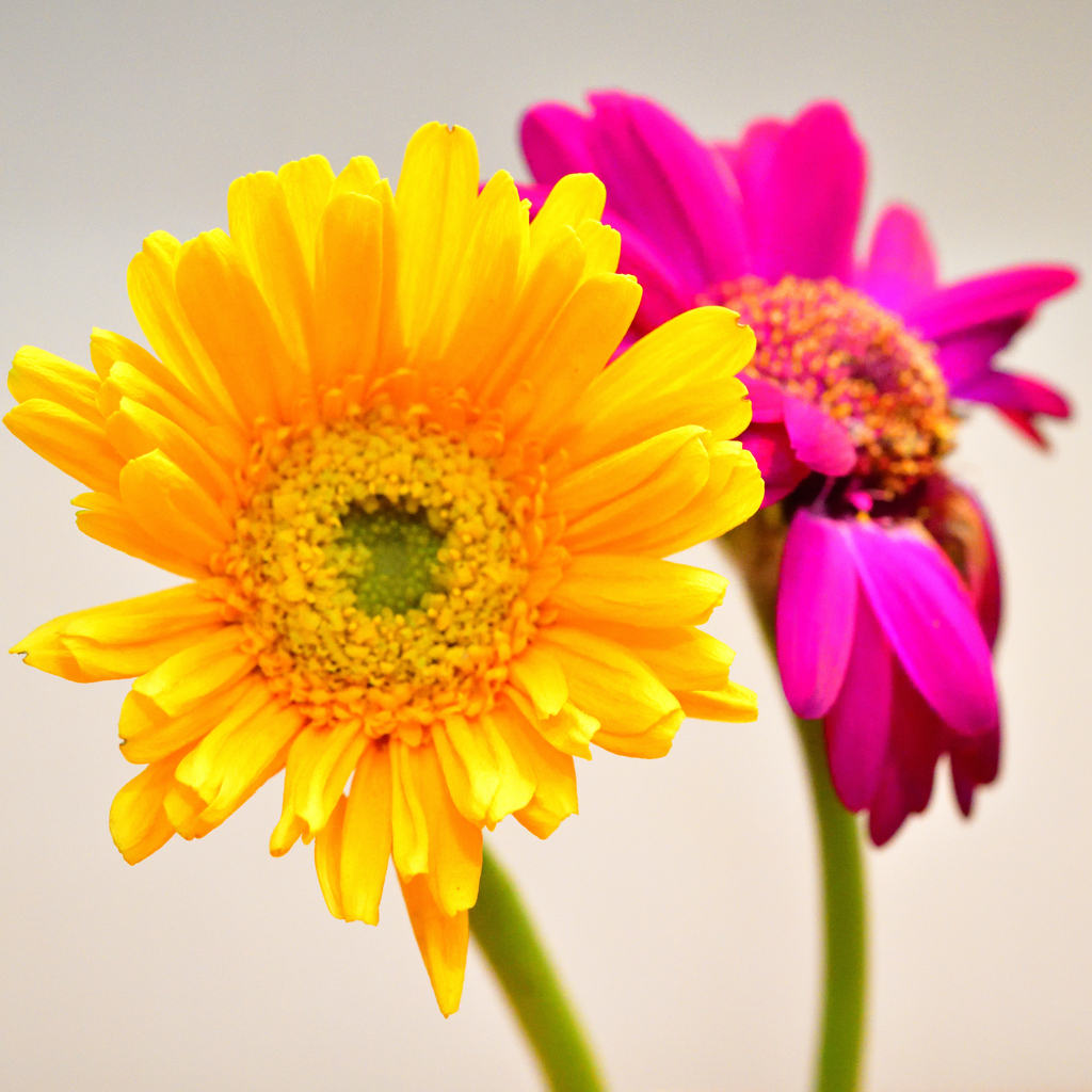 yellowpink