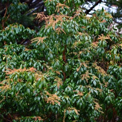 雨