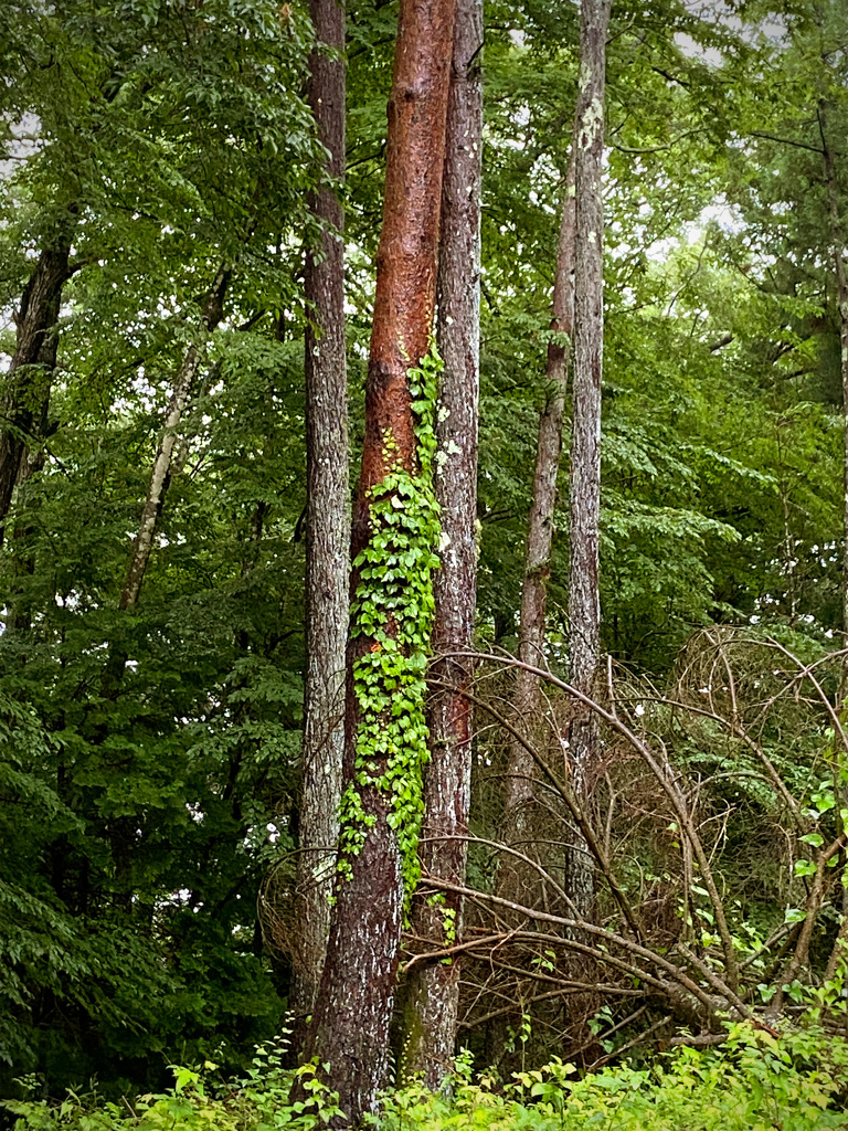 木登り