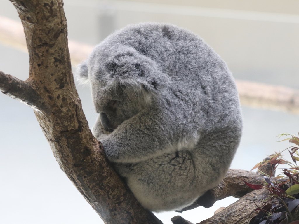 多摩動物公園 コアラ01