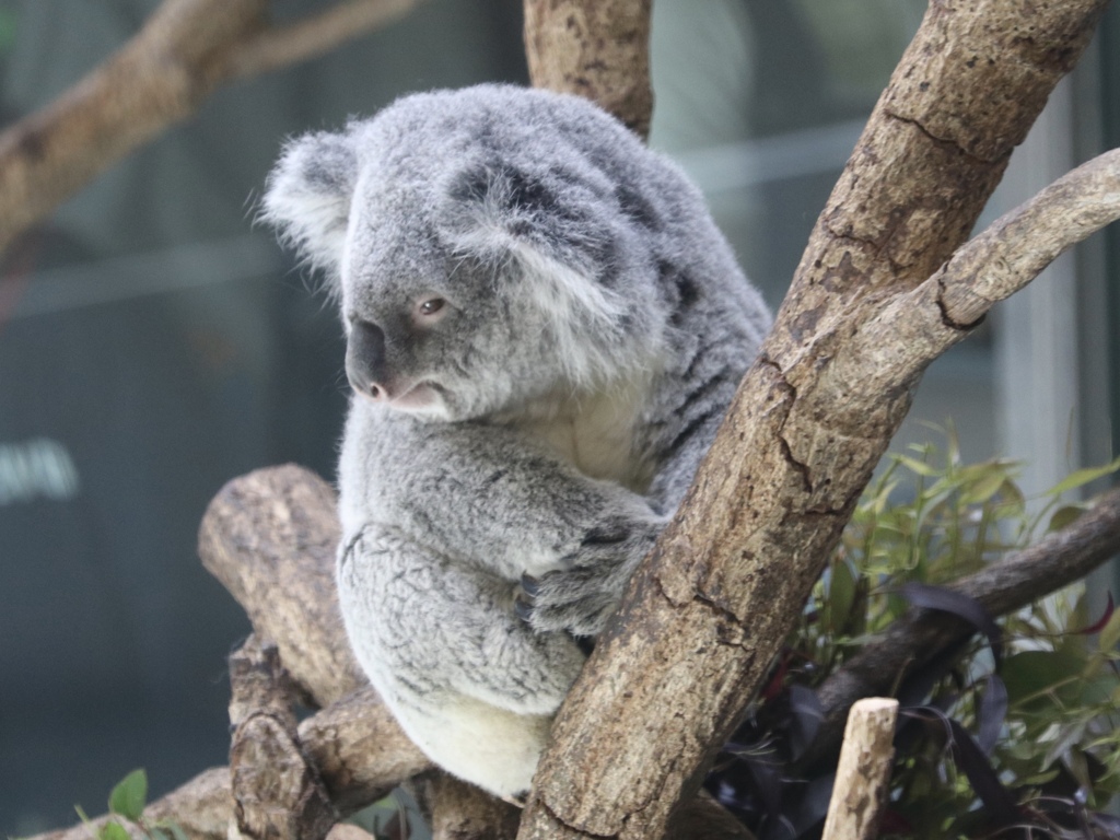 多摩動物公園 コアラ02