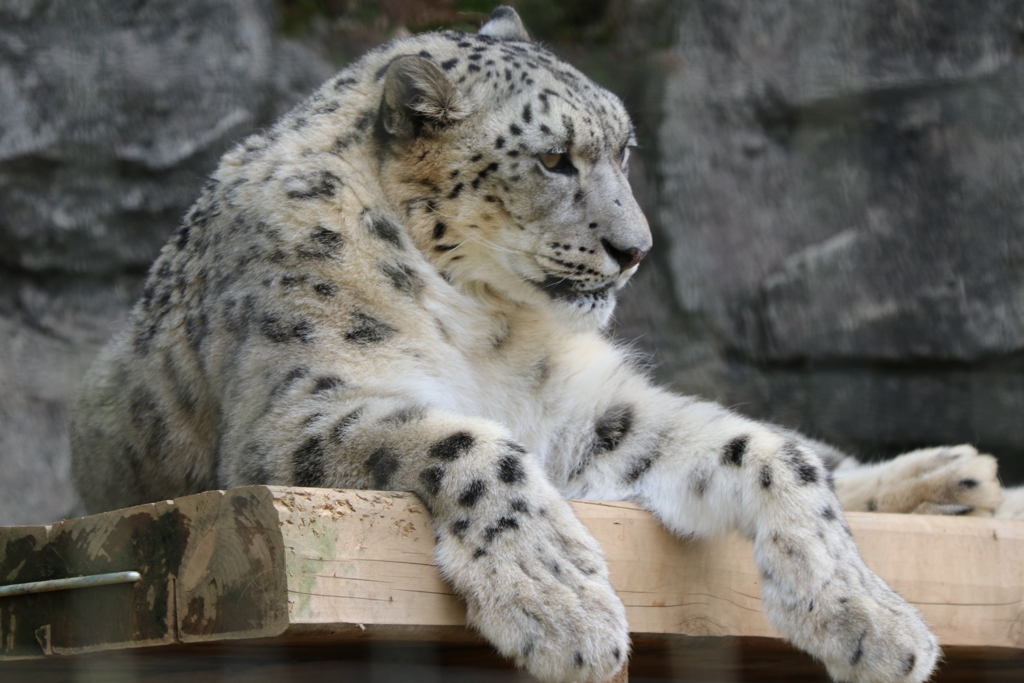 多摩動物公園 ユキヒョウ（雪豹）