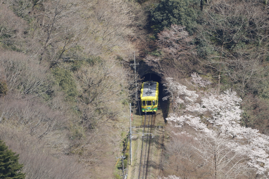 高尾登山電鉄 ケーブルカー 青葉号01 2020.03.27