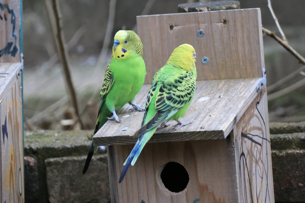 雪印こどもの国牧場 セキセイインコ