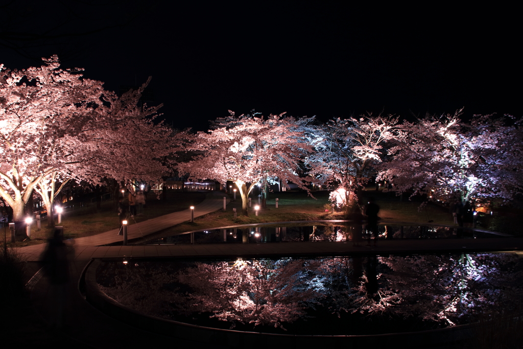 夜桜2