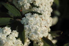 白い花　白い心＿20200425