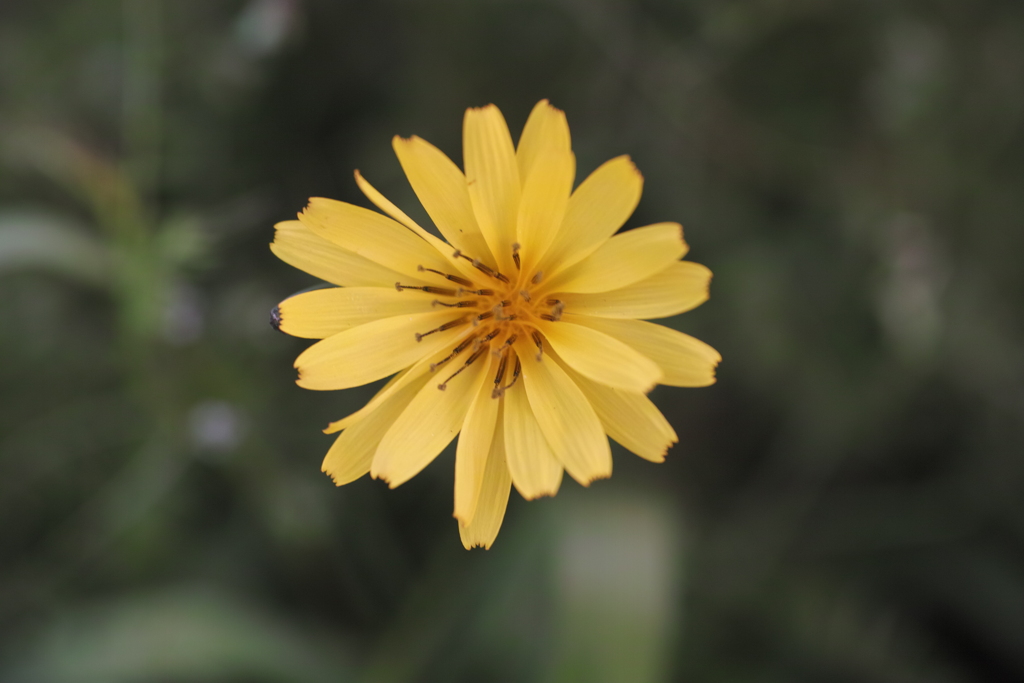 一輪、一凛＿2020042520